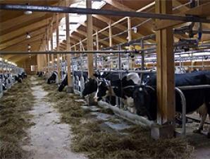Как открыть молочную ферму Как открыть молочную ферму с нуля